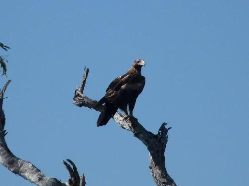 Adler am Roper Highway